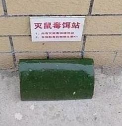 照看好家中老人,小孩,统一灭鼠活动开始了!