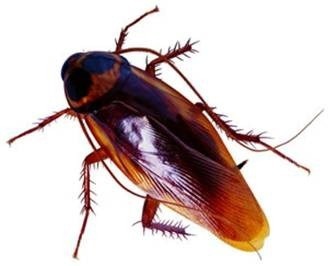诸城虫害防治指南 科学灭鼠、高效灭蟑与蚊蝇防控方案